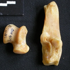 Talus et calcanéus (12748 visites) Acinonyx jubatus - Femelle - Adulte - Éléments droitsCollection : Kabete laboratoire (Id:OM4193) -... Talus et calcanéus