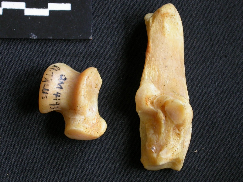 Talus et calcanéus (12744 visites) Acinonyx jubatus - Femelle - Adulte - Éléments droitsCollection : Kabete laboratoire (Id:OM4193) -... Talus et calcanéus