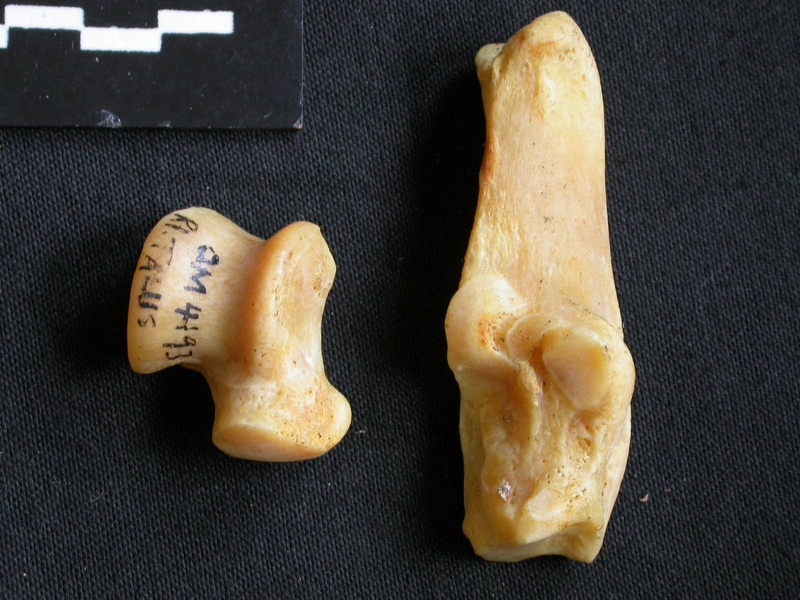 Talus and calcaneus