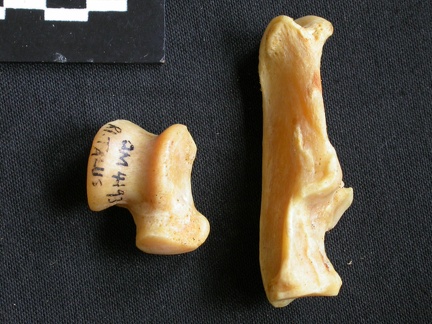 Talus et calcanéus (13424 visites) Acinonyx jubatus - Femelle - Adulte - Éléments droitsCollection : Kabete laboratoire (Id:OM4193) -... Talus et calcanéus