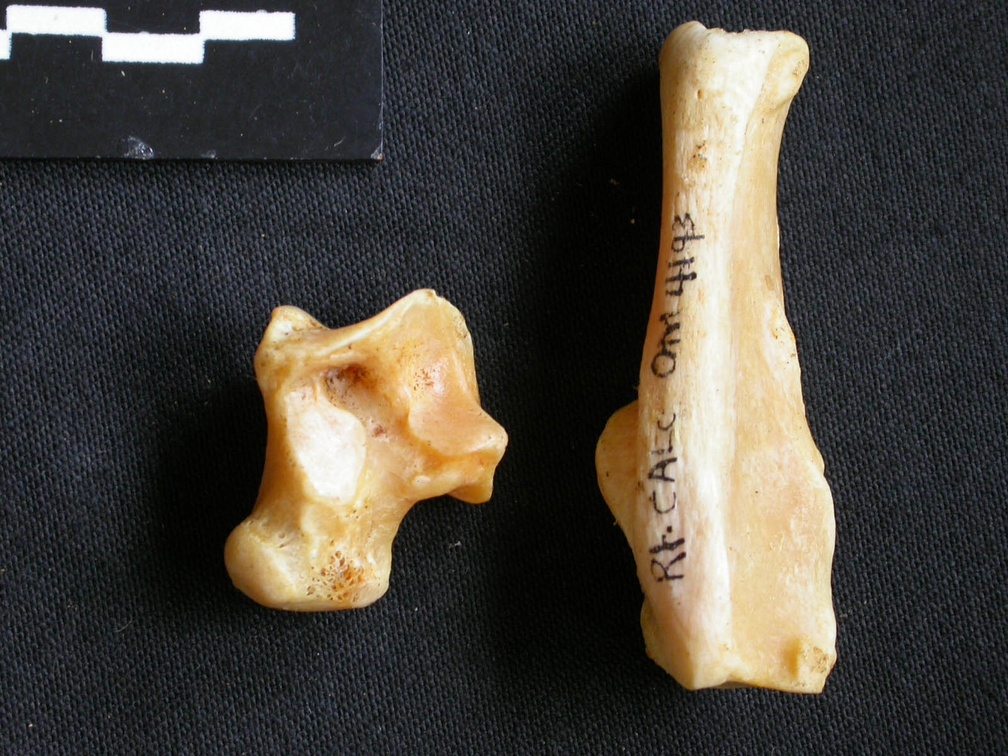 Talus et calcanéus (14040 visites) Acinonyx jubatus - Femelle - Adulte - Éléments droitsCollection : Kabete laboratoire (Id:OM4193) -... Talus et calcanéus