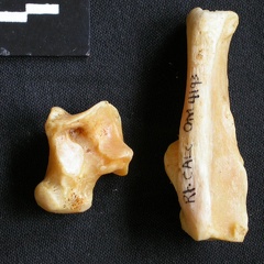Talus et calcanéus (14036 visites) Acinonyx jubatus - Femelle - Adulte - Éléments droitsCollection : Kabete laboratoire (Id:OM4193) -... Talus et calcanéus