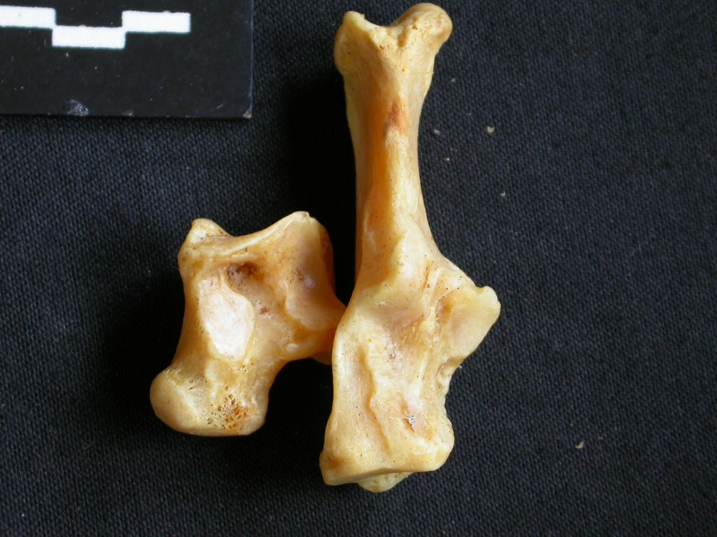 Talus et calcanéus (14594 visites) Acinonyx jubatus - Femelle - Adulte - Éléments droitsCollection : Kabete laboratoire (Id:OM4193) -... Talus et calcanéus