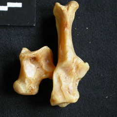 Talus et calcanéus (14636 visites) Acinonyx jubatus - Femelle - Adulte - Éléments droitsCollection : Kabete laboratoire (Id:OM4193) -... Talus et calcanéus