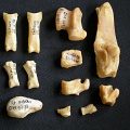 Tarse et phalanges (118137 visites) Acinonyx jubatus - Femelle - Adulte - Éléments droitsCollection : Kabete laboratoire (Id:OM4193) -... Tarse et phalanges