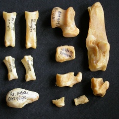 Tarse et phalanges (118157 visites) Acinonyx jubatus - Femelle - Adulte - Éléments droitsCollection : Kabete laboratoire (Id:OM4193) -... Tarse et phalanges