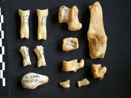 Tarse et phalanges (118137 visites) Acinonyx jubatus - Femelle - Adulte - Éléments droitsCollection : Kabete laboratoire (Id:OM4193) -... Tarse et phalanges