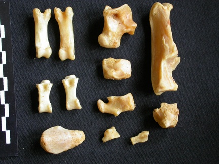 Tarse et phalanges (127533 visites) Acinonyx jubatus - Femelle - Adulte - Éléments droitsCollection : Kabete laboratoire (Id:OM4193) -... Tarse et phalanges
