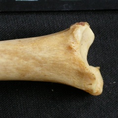 Tibia : partie distale (9787 visites) Acinonyx jubatus - Femelle - Adulte - Élément droitCollection : Kabete laboratoire (Id:OM4193) - P... Tibia : partie distale