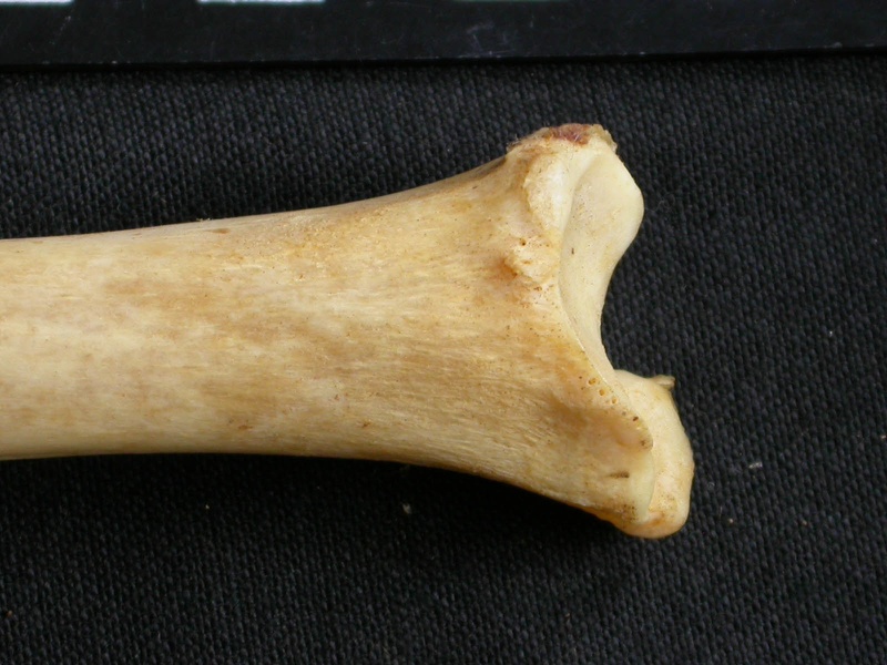 Tibia : partie distale (9773 visites) Acinonyx jubatus - Femelle - Adulte - Élément droitCollection : Kabete laboratoire (Id:OM4193) - P... Tibia : partie distale