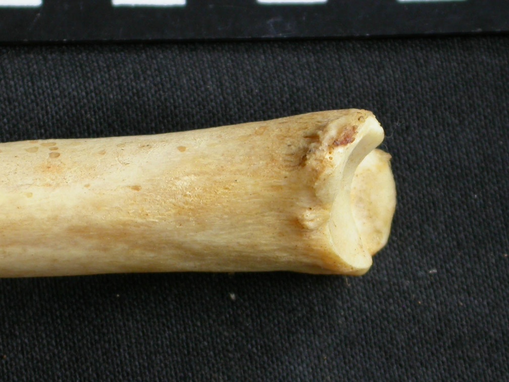 Tibia : partie distale (9231 visites) Acinonyx jubatus - Femelle - Adulte - Élément droitCollection : Kabete laboratoire (Id:OM4193) - P... Tibia : partie distale