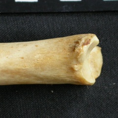 Tibia : partie distale (9254 visites) Acinonyx jubatus - Femelle - Adulte - Élément droitCollection : Kabete laboratoire (Id:OM4193) - P... Tibia : partie distale
