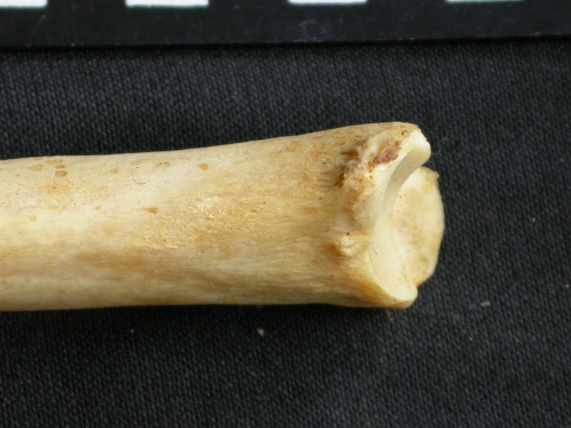 Tibia : partie distale (9260 visites) Acinonyx jubatus - Femelle - Adulte - Élément droitCollection : Kabete laboratoire (Id:OM4193) - P... Tibia : partie distale