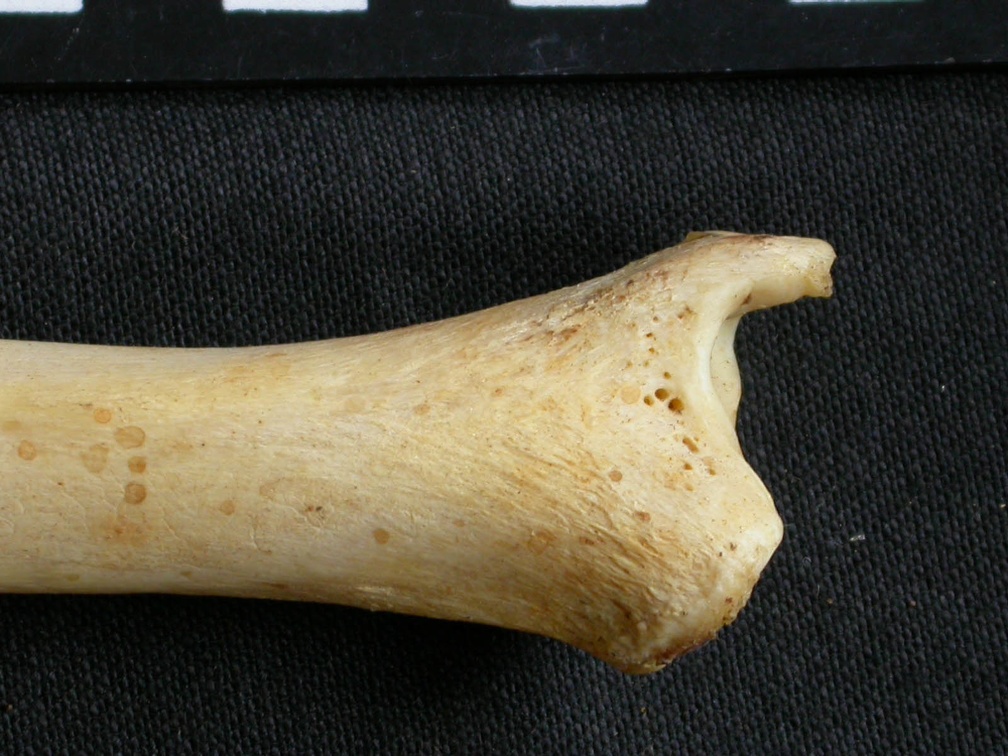 Tibia : partie distale (9127 visites) Acinonyx jubatus - Femelle - Adulte - Élément droitCollection : Kabete laboratoire (Id:OM4193) - P... Tibia : partie distale
