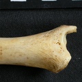 Tibia : partie distale (9164 visites) Acinonyx jubatus - Femelle - Adulte - Élément droitCollection : Kabete laboratoire (Id:OM4193) - P... Tibia : partie distale