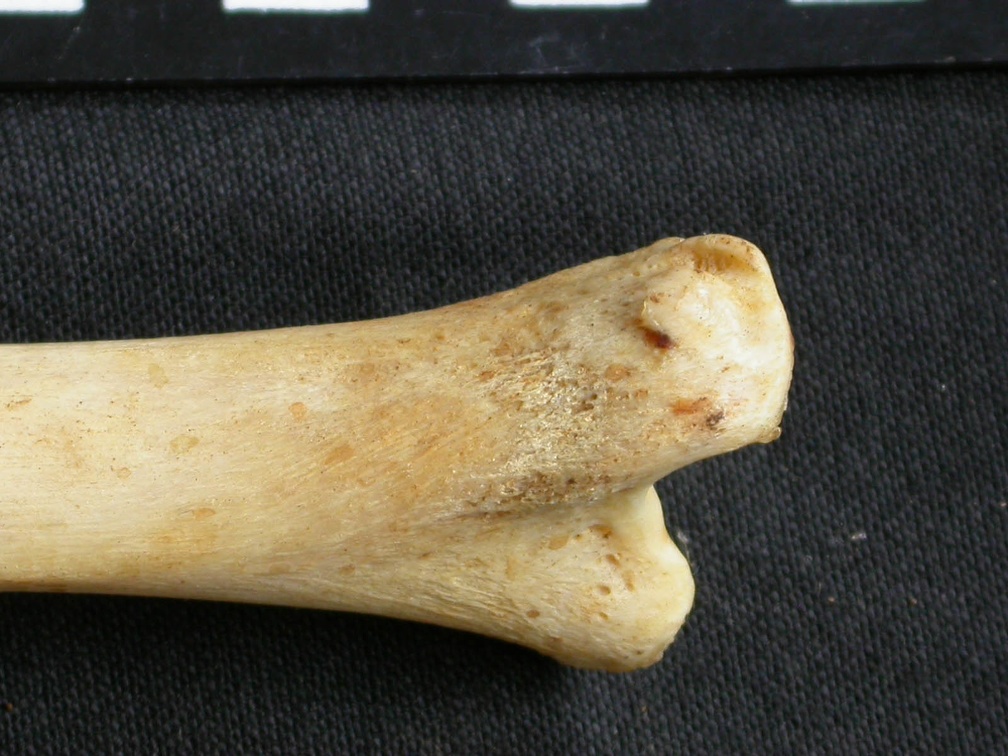 Tibia : partie distale (9128 visites) Acinonyx jubatus - Femelle - Adulte - Élément droitCollection : Kabete laboratoire (Id:OM4193) - P... Tibia : partie distale