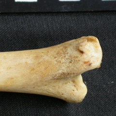 Tibia : partie distale (9128 visites) Acinonyx jubatus - Femelle - Adulte - Élément droitCollection : Kabete laboratoire (Id:OM4193) - P... Tibia : partie distale