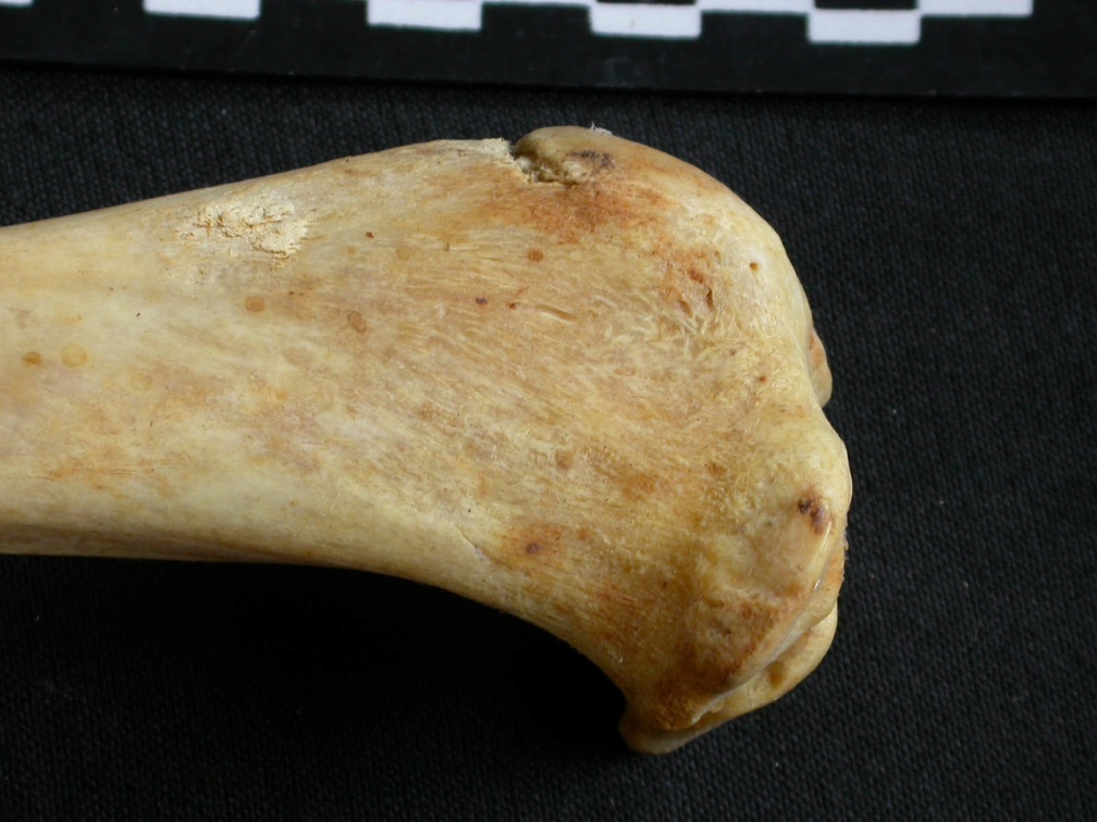 Tibia: parte proximal (9361 visitas) Acinonyx jubatus - Hembra - Adulta - Elemento derechoColección : Katebe laboratorio (Id:OM4193) - P... Tibia: parte proximal