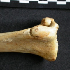 Tibia : partie proximale (9395 visites) Acinonyx jubatus - Femelle - Adulte - Élément droitCollection : Kabete laboratoire (Id:OM4193) - P... Tibia : partie proximale