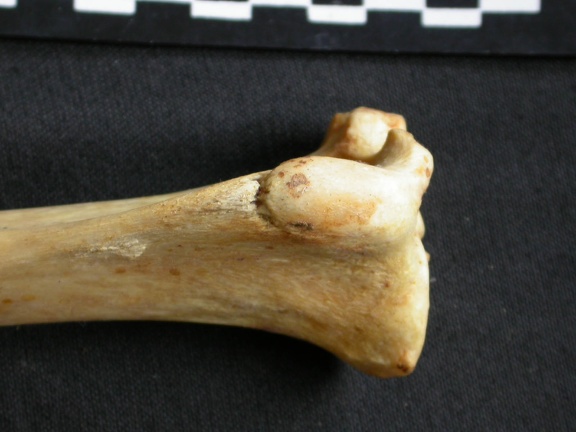 Tibia : partie proximale (9496 visites) Acinonyx jubatus - Femelle - Adulte - Élément droitCollection : Kabete laboratoire (Id:OM4193) - P... Tibia : partie proximale