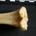 Tibia : partie proximale (9711 visites) Acinonyx jubatus - Femelle - Adulte - Élément droitCollection : Kabete laboratoire (Id:OM4193) - P... Tibia : partie proximale