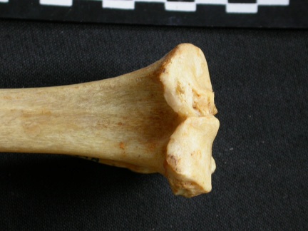 Tibia : partie proximale (9672 visites) Acinonyx jubatus - Femelle - Adulte - Élément droitCollection : Kabete laboratoire (Id:OM4193) - P... Tibia : partie proximale