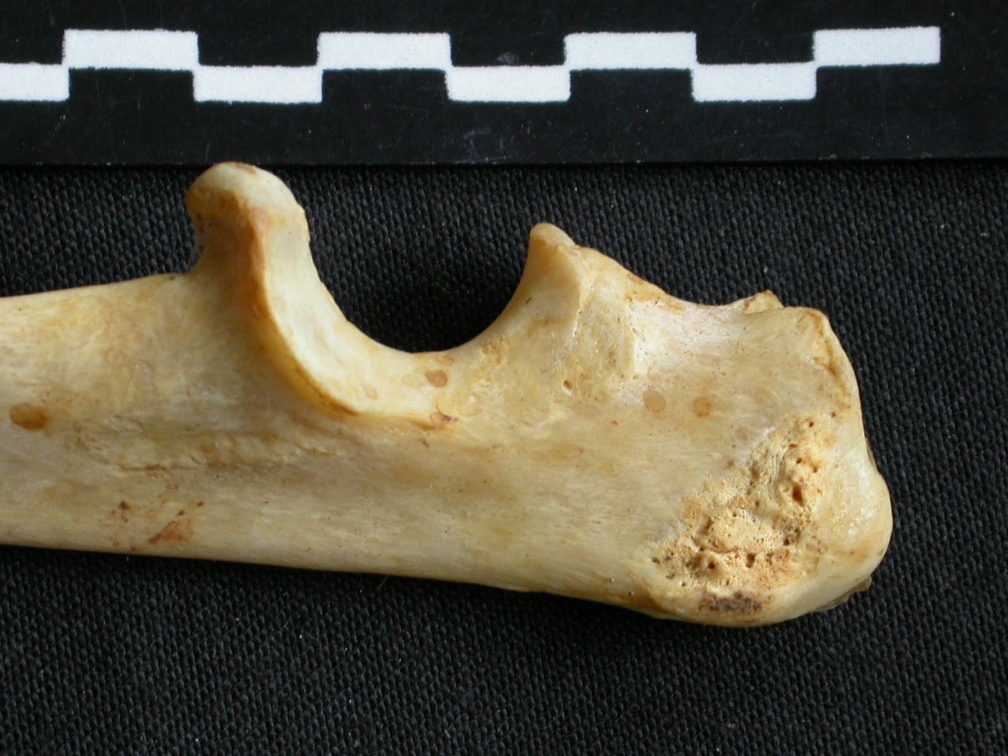 Ulna : partie proximale (10841 visites) Acinonyx jubatus - Femelle - Adulte - Élément droitCollection : Kabete laboratoire (Id:OM4193) - P... Ulna : partie proximale