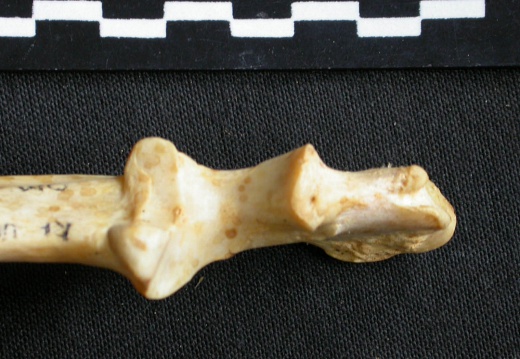 Ulna : partie proximale (11118 visites) Acinonyx jubatus - Femelle - Adulte - Élément droitCollection : Kabete laboratoire (Id:OM4193) - P... Ulna : partie proximale