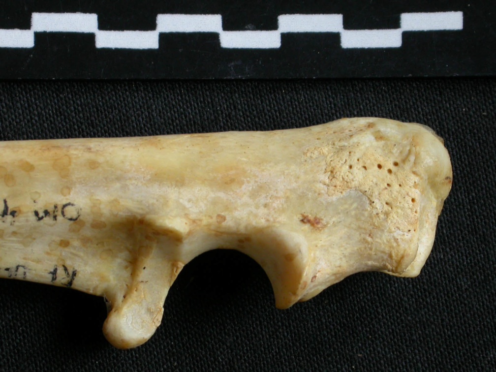Ulna: proximale part (11610 visits) Acinonyx jubatus - Female - Adult - Right elementCollection: Kabete laboratory (Id:OM4193) - Country... Ulna: proximale part