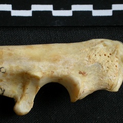 Ulna : partie proximale (11641 visites) Acinonyx jubatus - Femelle - Adulte - Élément droitCollection : Kabete laboratoire (Id:OM4193) - P... Ulna : partie proximale