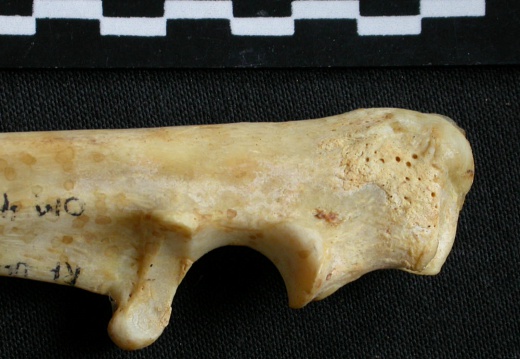 Ulna : partie proximale (11603 visites) Acinonyx jubatus - Femelle - Adulte - Élément droitCollection : Kabete laboratoire (Id:OM4193) - P... Ulna : partie proximale