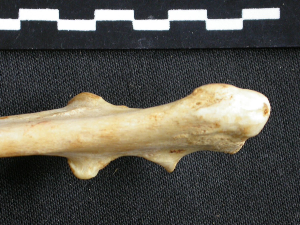 Ulna: proximale part (12171 visits) Acinonyx jubatus - Female - Adult - Right elementCollection: Kabete laboratory (Id:OM4193) - Country... Ulna: proximale part