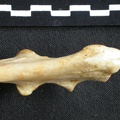 Ulna : partie proximale (12305 visites) Acinonyx jubatus - Femelle - Adulte - Élément droitCollection : Kabete laboratoire (Id:OM4193) - P... Ulna : partie proximale