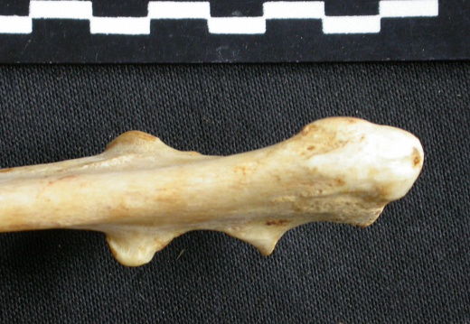 Ulna : partie proximale (12169 visites) Acinonyx jubatus - Femelle - Adulte - Élément droitCollection : Kabete laboratoire (Id:OM4193) - P... Ulna : partie proximale