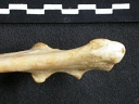 Ulna : partie proximale