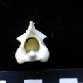 Fs-Axis4.JPG