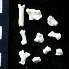 Carpe et phalanges (130213 visites) Felis silvestris - Jeune adulte - Éléments droitsCollection : M.F.Bonifay, MMSH (don M. Jeannet 19... Carpe et phalanges