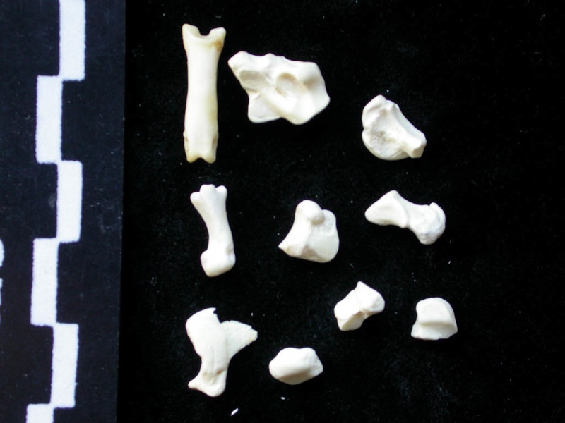Carpe et phalanges (130213 visites) Felis silvestris - Jeune adulte - Éléments droitsCollection : M.F.Bonifay, MMSH (don M. Jeannet 19... Carpe et phalanges