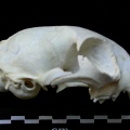 Skull: right side sight (11169 visits) Felis silvestris - Young adultCollection: M.F.Bonifay, MMSH (donation M. Jeannet 1976) - Country: Fr... Skull: right side sight