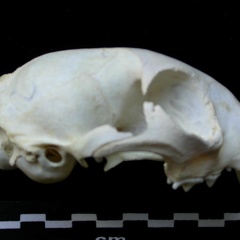 Skull: right side sight