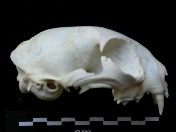 Skull: right side sight (11176 visits) Felis silvestris - Young adultCollection: M.F.Bonifay, MMSH (donation M. Jeannet 1976) - Country: Fr... Skull: right side sight