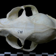 Skull: frontal sight