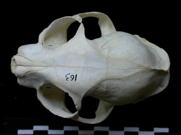 Skull: frontal sight (10593 visits) Felis silvestris - Young adultCollection: M.F.Bonifay, MMSH (donation M. Jeannet 1976) - Country: Fr... Skull: frontal sight
