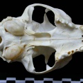Fs-cr3.JPG