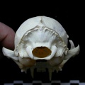 Skull: posterior view (7842 visits) Felis silvestris - Young adultCollection: M.F.Bonifay, MMSH (donation M. Jeannet 1976) - Country: Fr... Skull: posterior view
