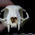 Skull: anterior view (9168 visits) Felis silvestris - Young adultCollection: M.F.Bonifay, MMSH (donation M. Jeannet 1976) - Country: Fr... Skull: anterior view