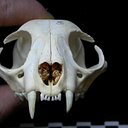 Crâne : vue antérieure[lang=en]Skull: anterior view[/lang] [lang=es]Cráneo: vista anterior[/lang]
