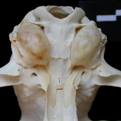 Cráneo: vista ventral