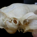 Skull: right side sight (7441 visits) Felis silvestris - Young adultCollection: M.F.Bonifay, MMSH (donation M. Jeannet 1976) - Country: Fr... Skull: right side sight