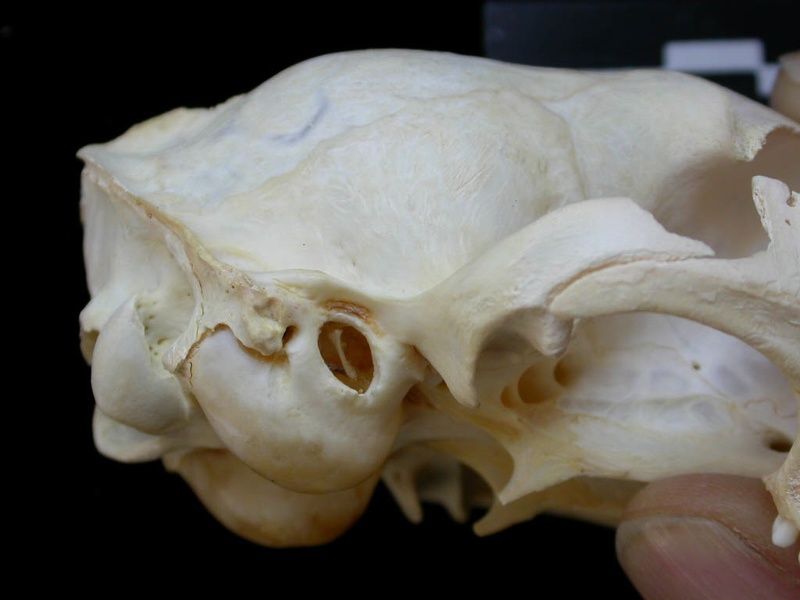 Skull: right side sight (7441 visits) Felis silvestris - Young adultCollection: M.F.Bonifay, MMSH (donation M. Jeannet 1976) - Country: Fr... Skull: right side sight